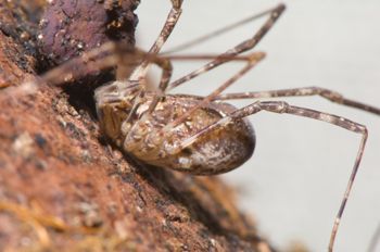 Media type: image; Invertebrate Zoology 129557